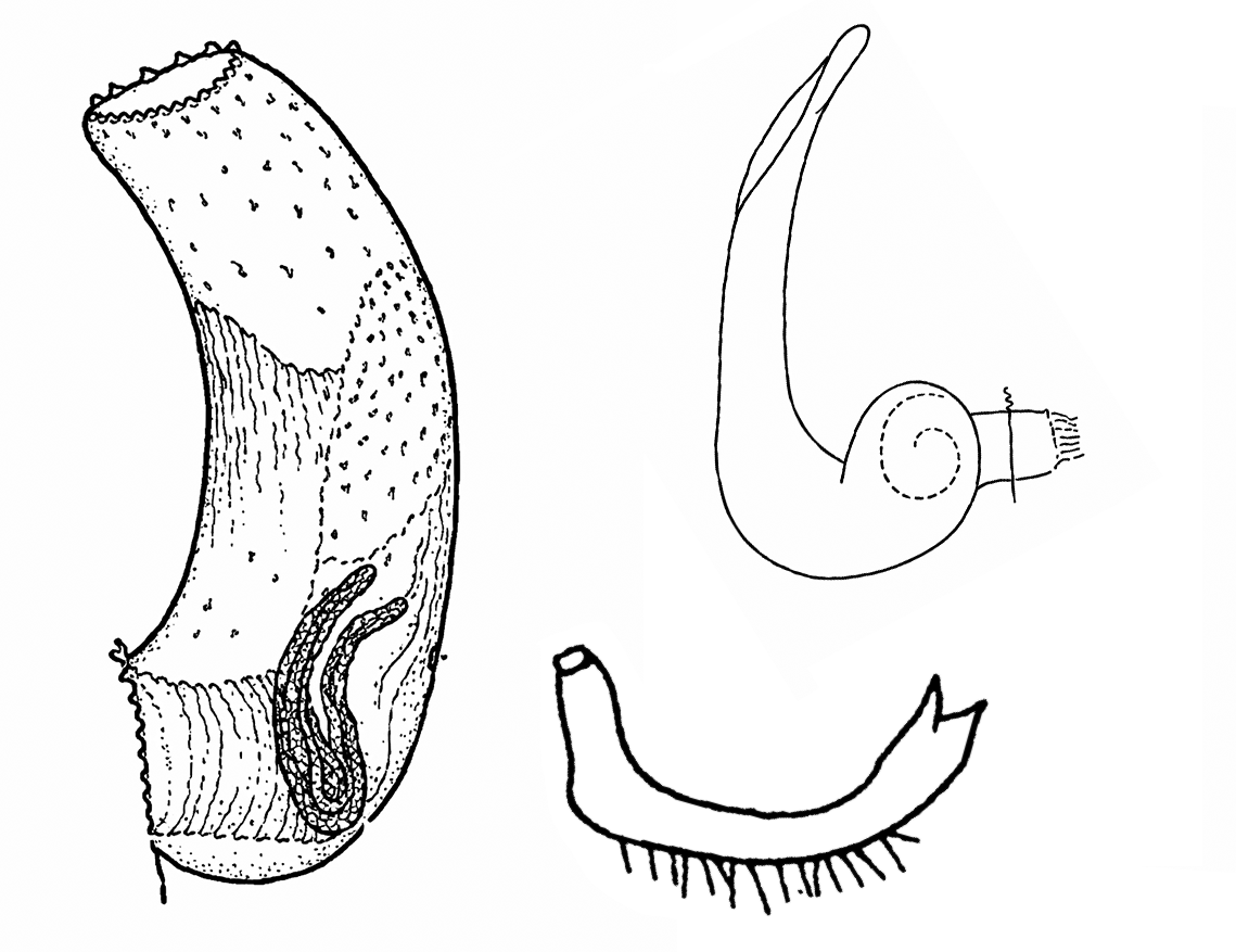 Genitália de Neella mantiqueirae