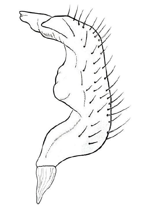 Genitália de Pycnoderes cataguasensis