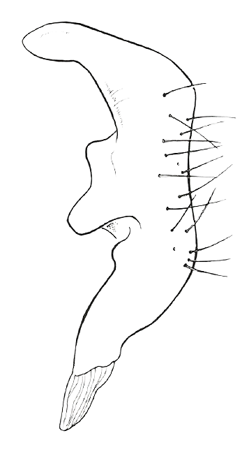 Genitália de Pycnoderes gabrieli