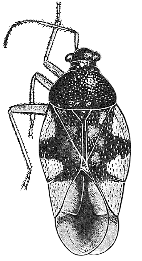 Imagem de Pycnoderes itatiaiensis