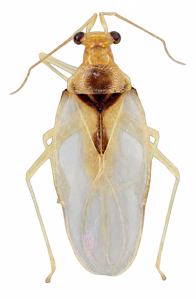 Imagem de Sinervaspartus discovittatus