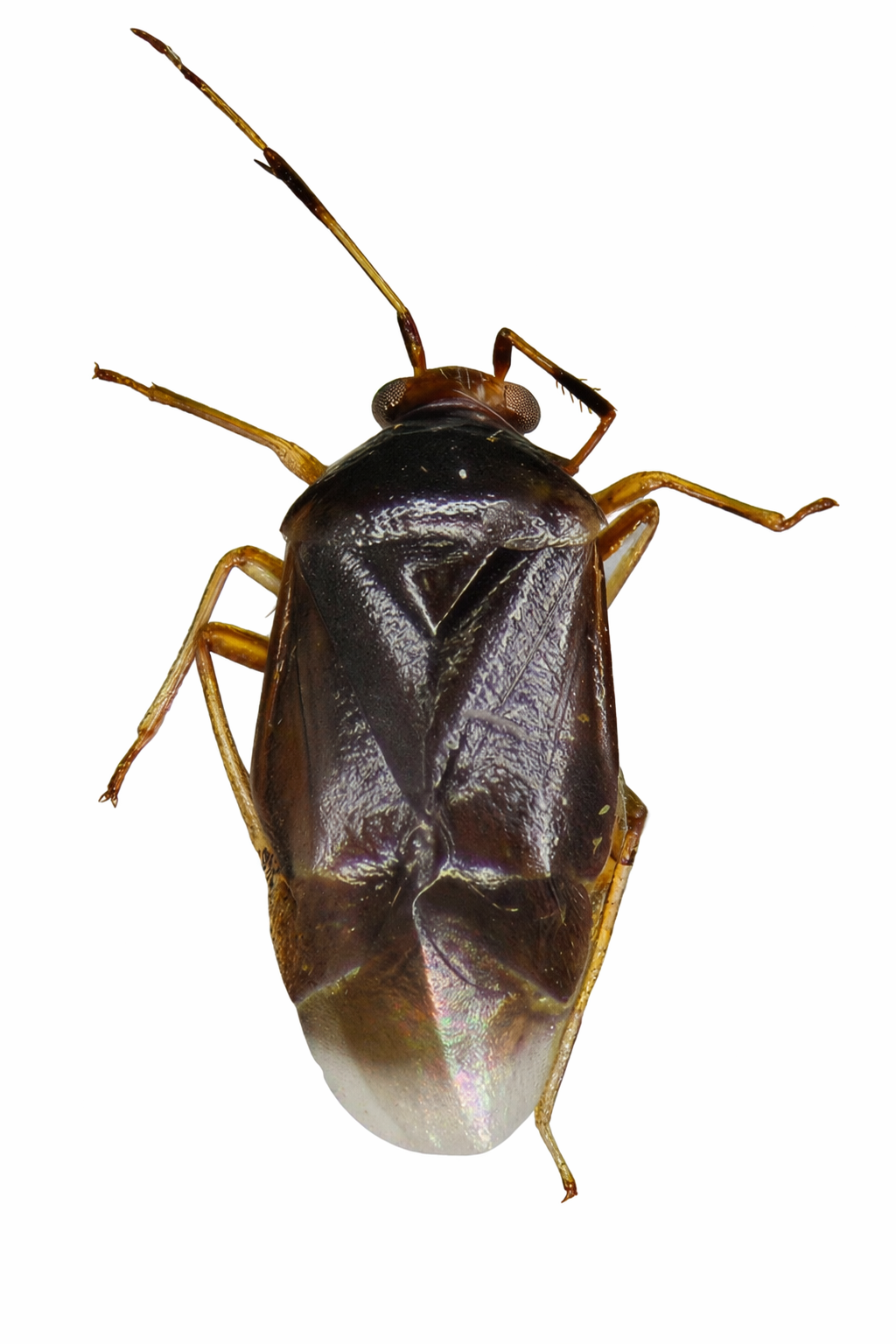 Imagem de Monalocoris carioca