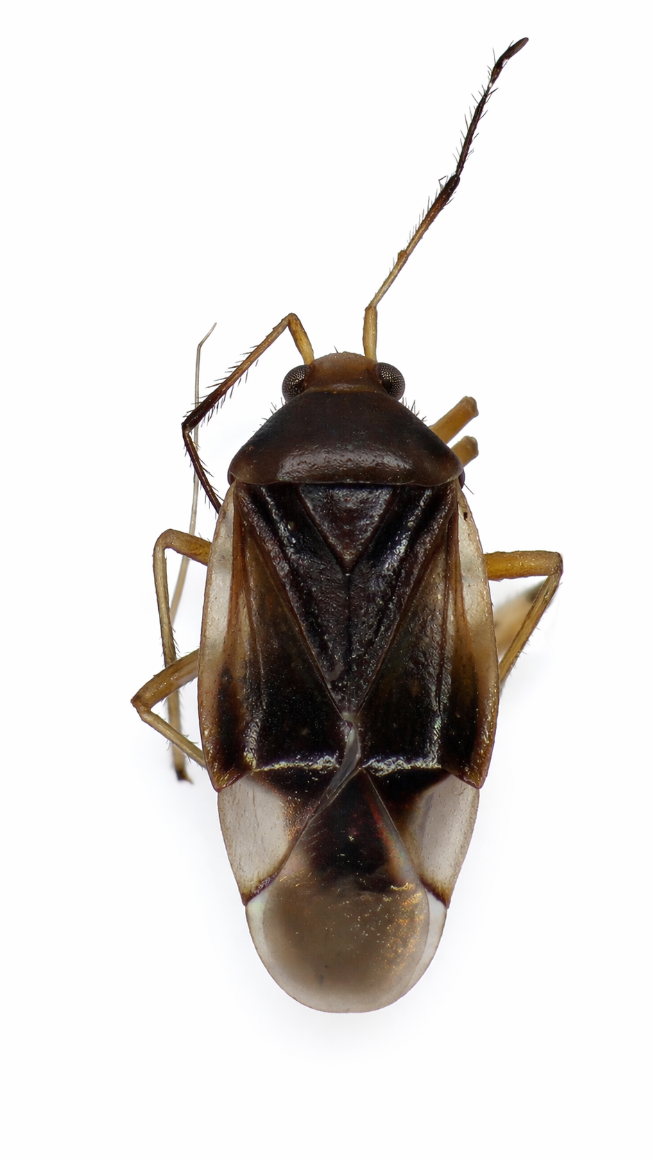 Imagem de Monalocoris pallidiceps