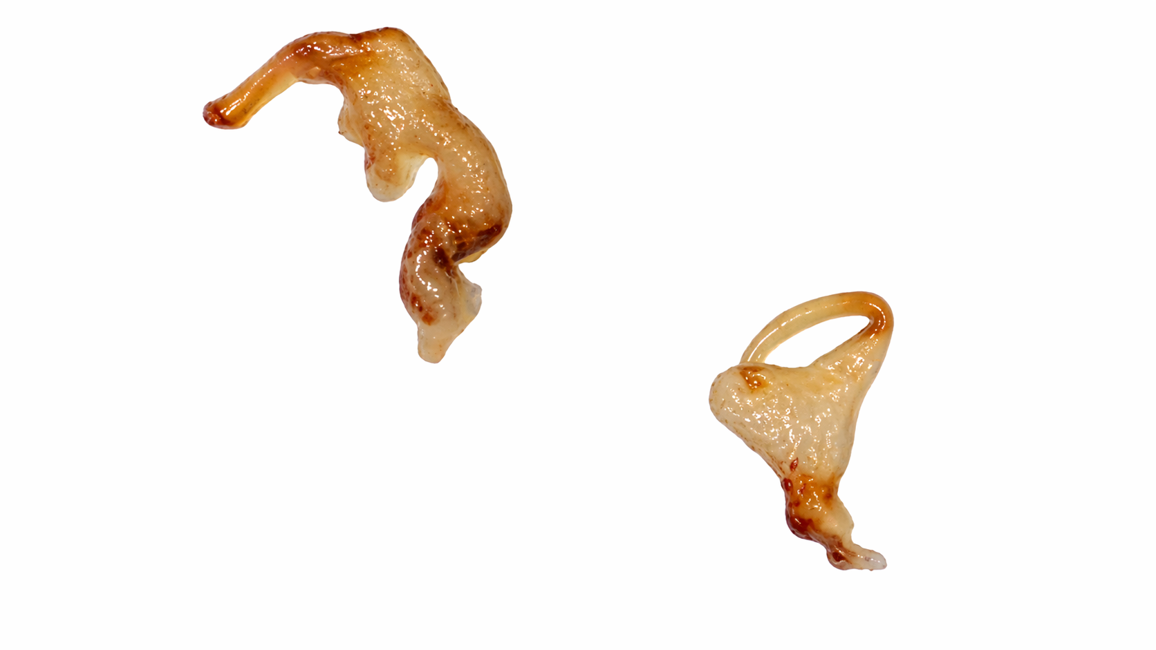 Genitália de Pycnoderes quadrimaculatus