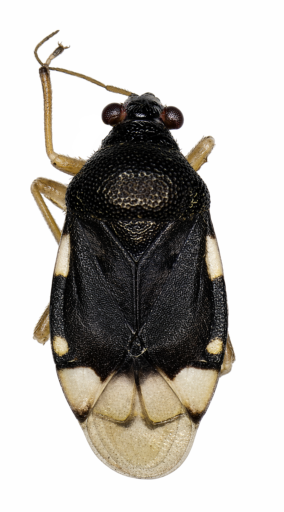 Imagem de Pycnoderes quadrimaculatus