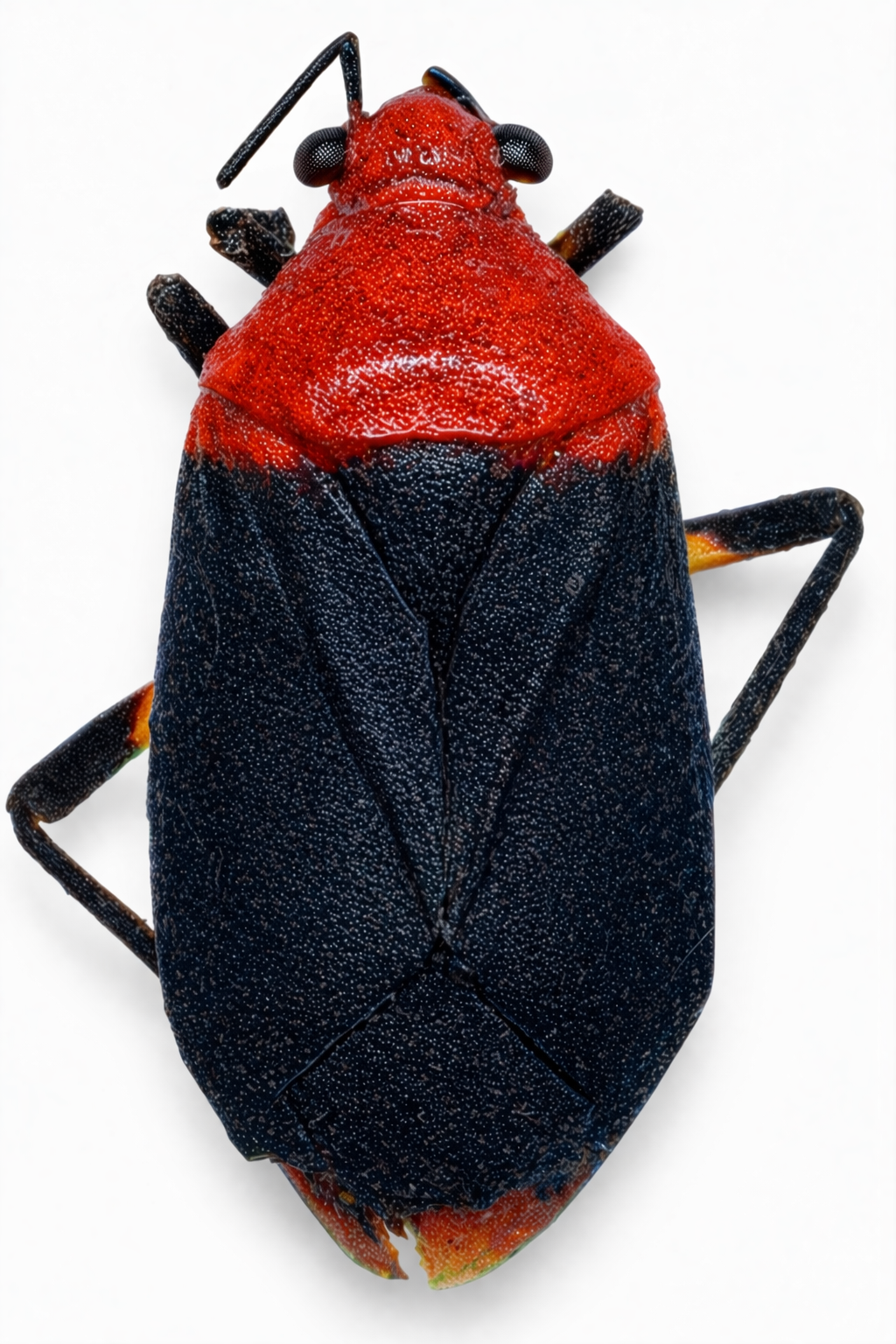 Imagem de Aspidobothrys basalis