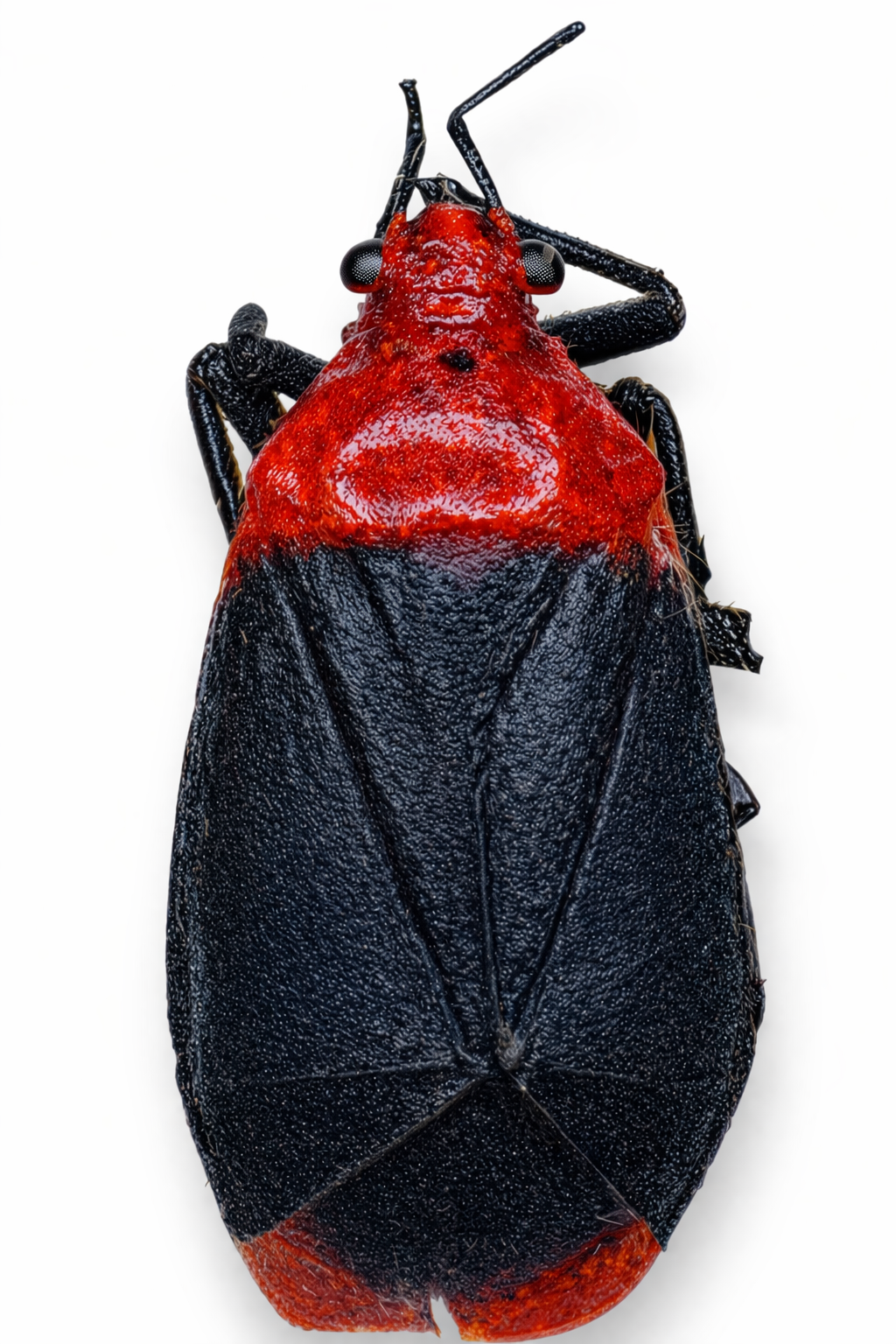 Imagem de Aspidobothrys designatus