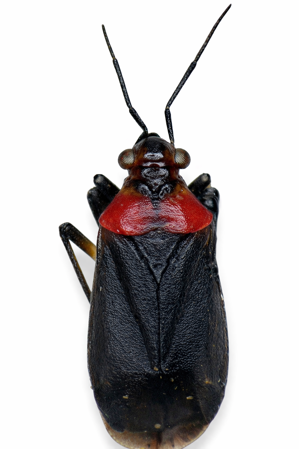 Imagem de Aspidobothrys dimidiatus