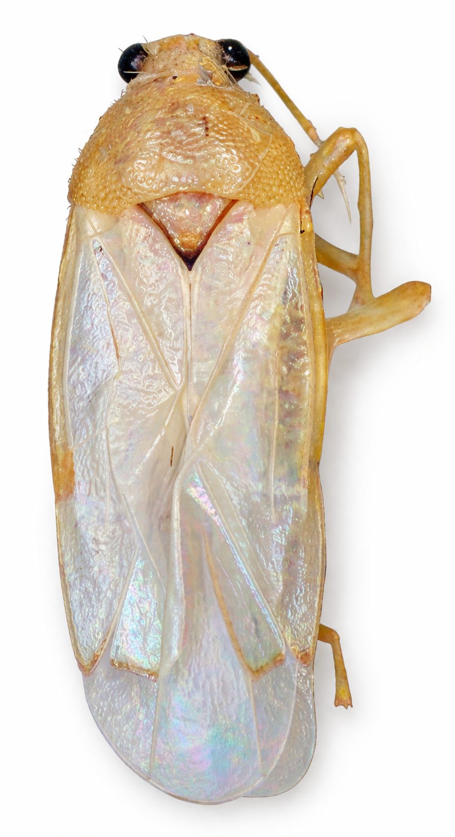 Imagem de Eccritotarsus corcovadensis