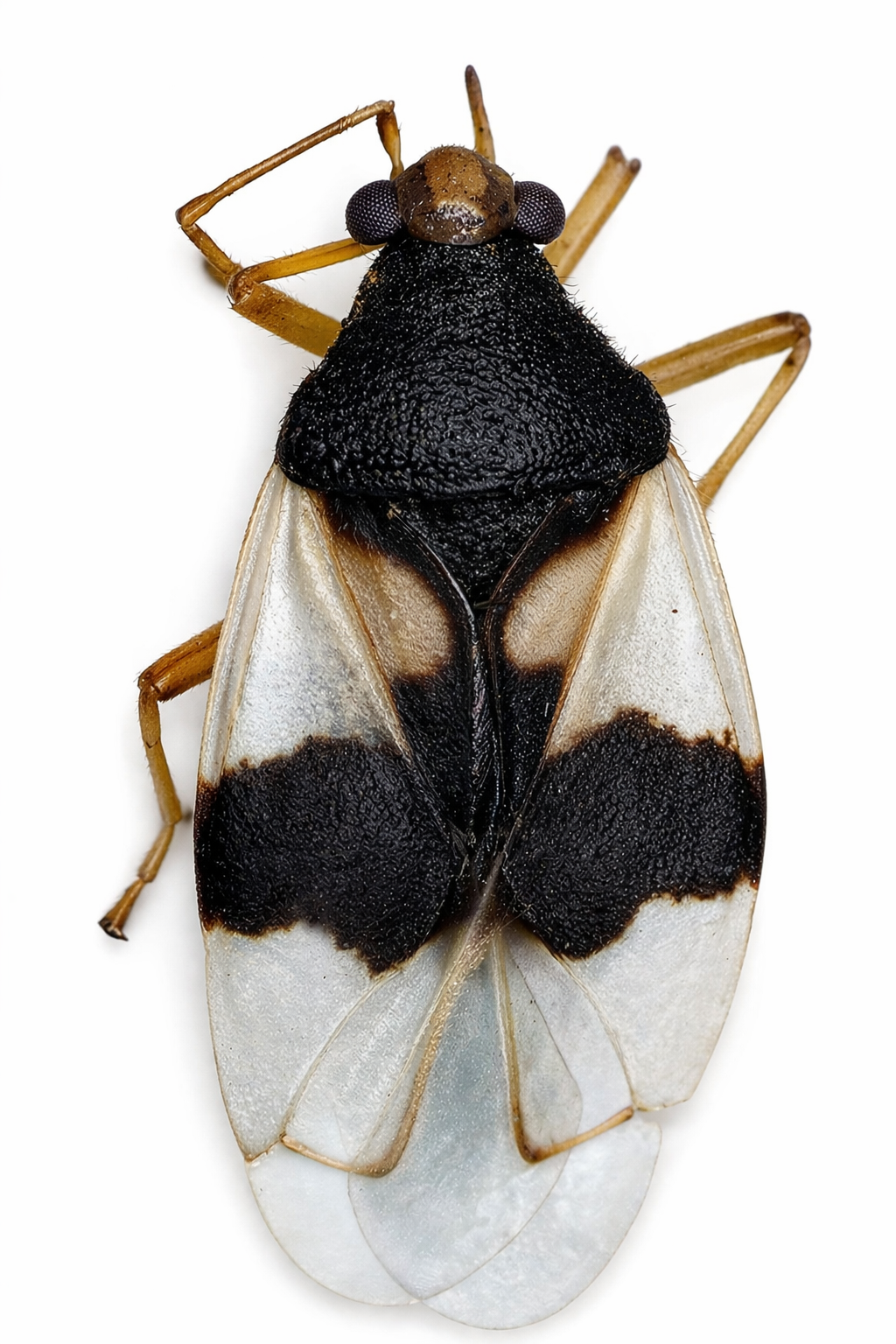 Imagem de Eccritotarsus discipennis