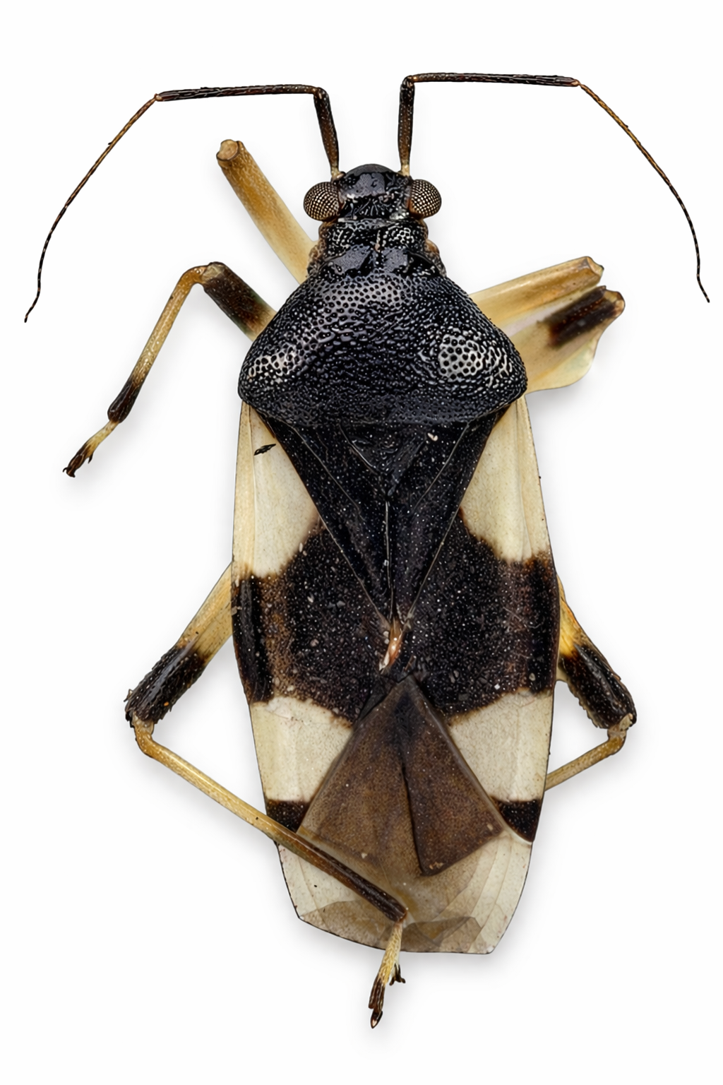 Imagem de Eccritotarsus nigrocruciatus