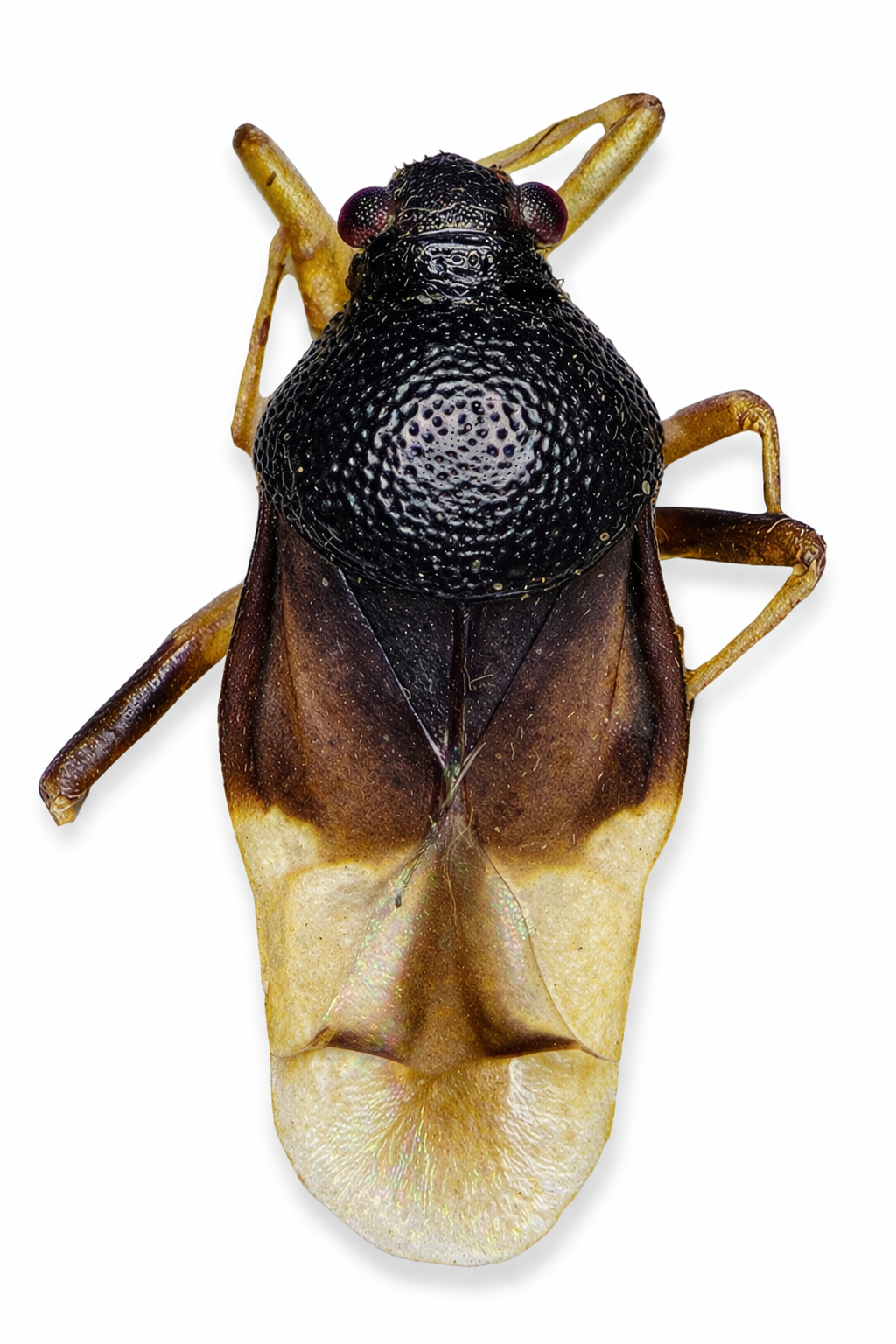 Imagem de Pycnoderes brasiliensis