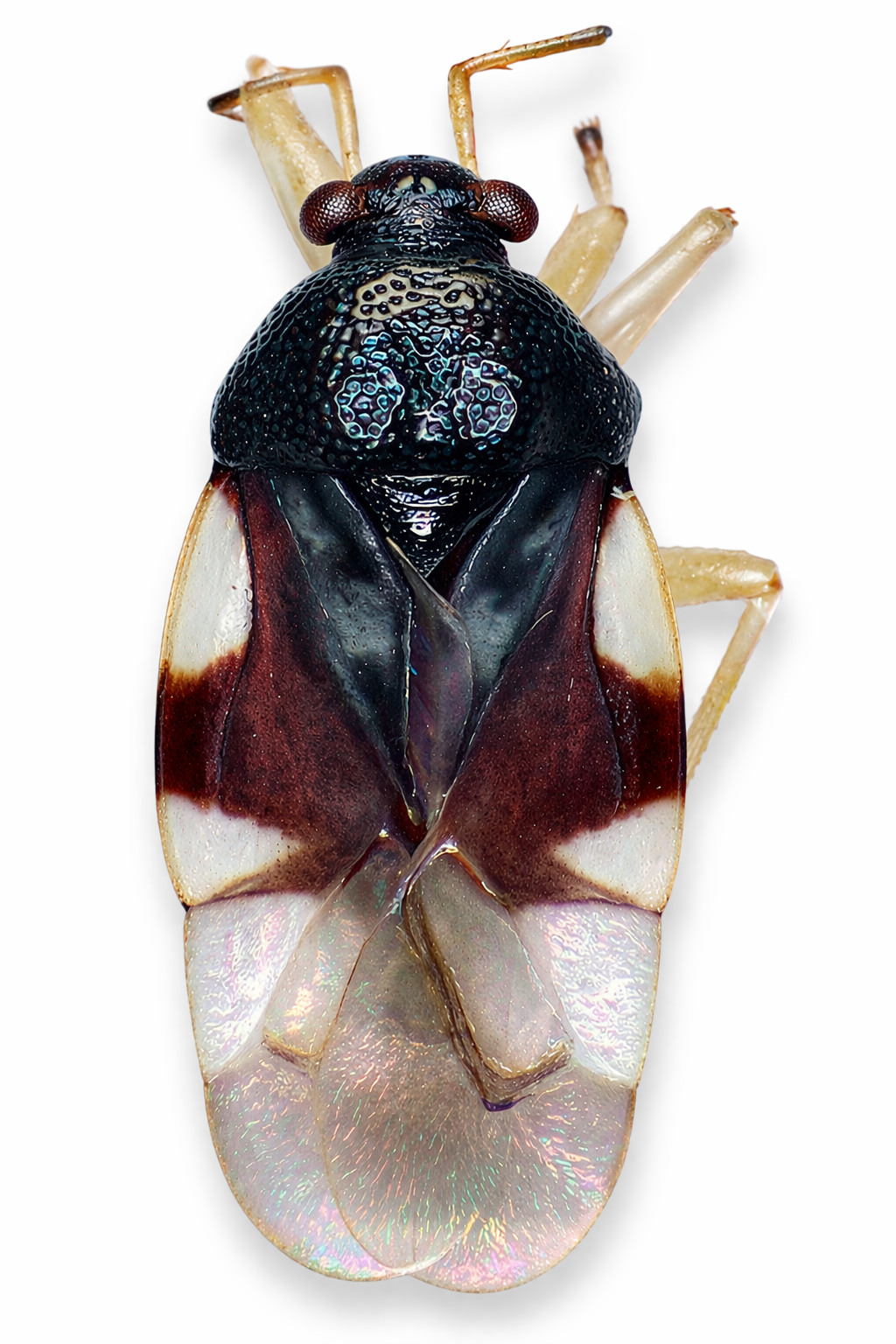 Imagem de Pycnoderes cataguasensis