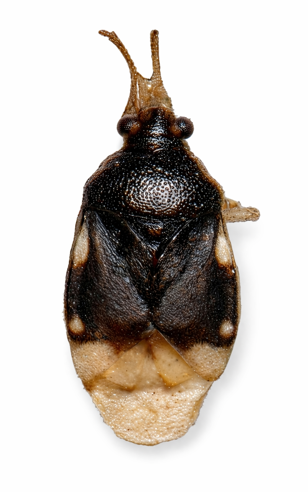 Imagem de Pycnoderes leucopus