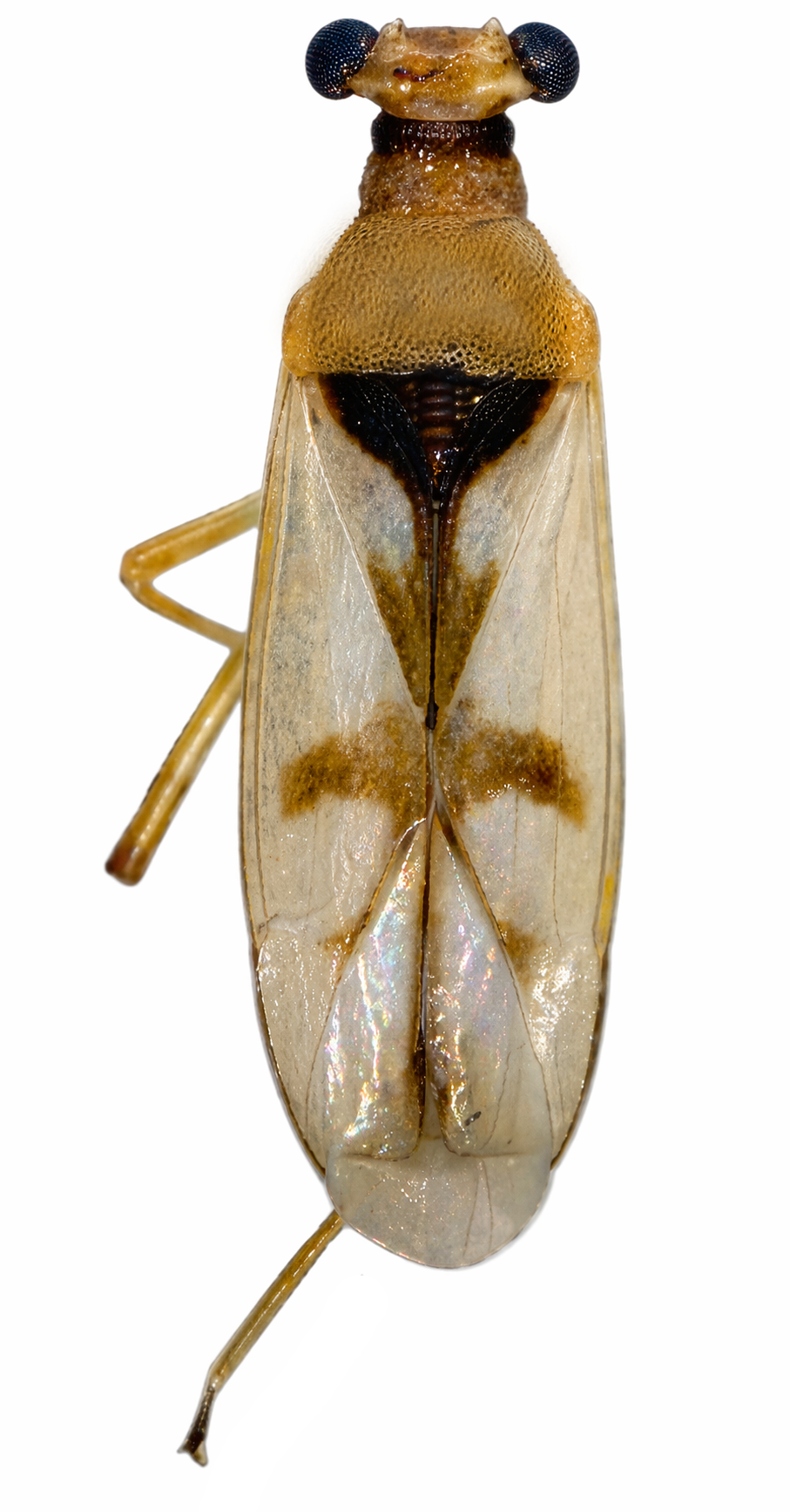 Imagem de Sinervus sulinus