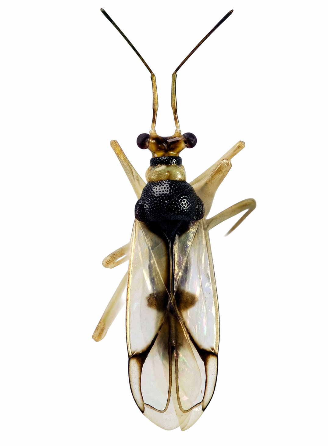 Imagem de Sinervus vendanovensis