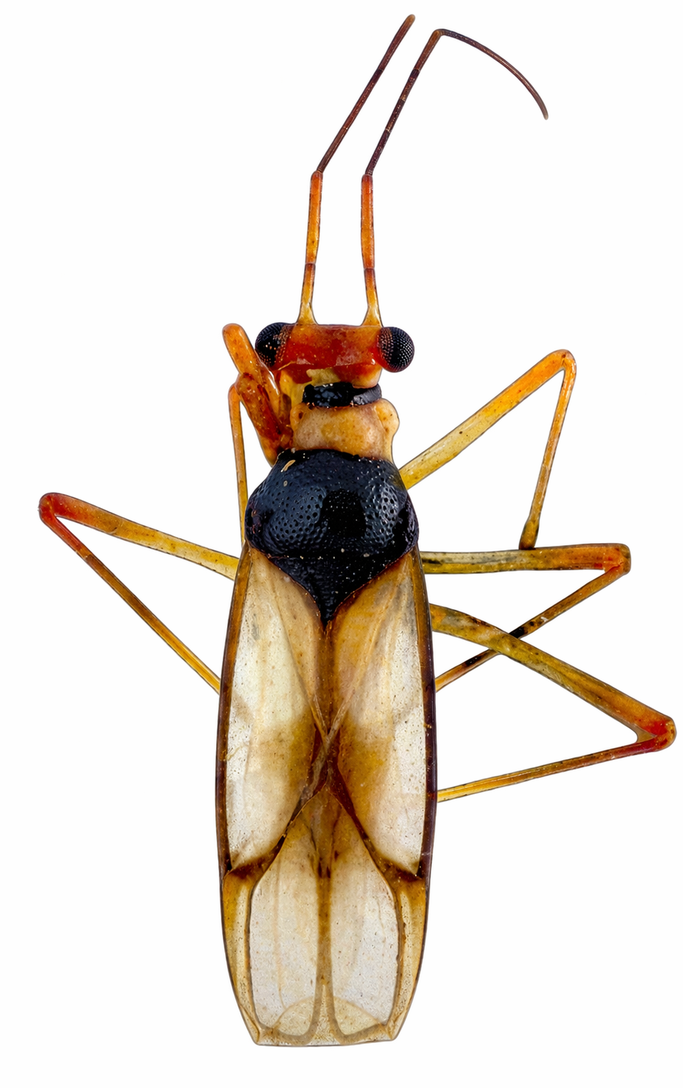 Imagem de Sinervus discopiceus