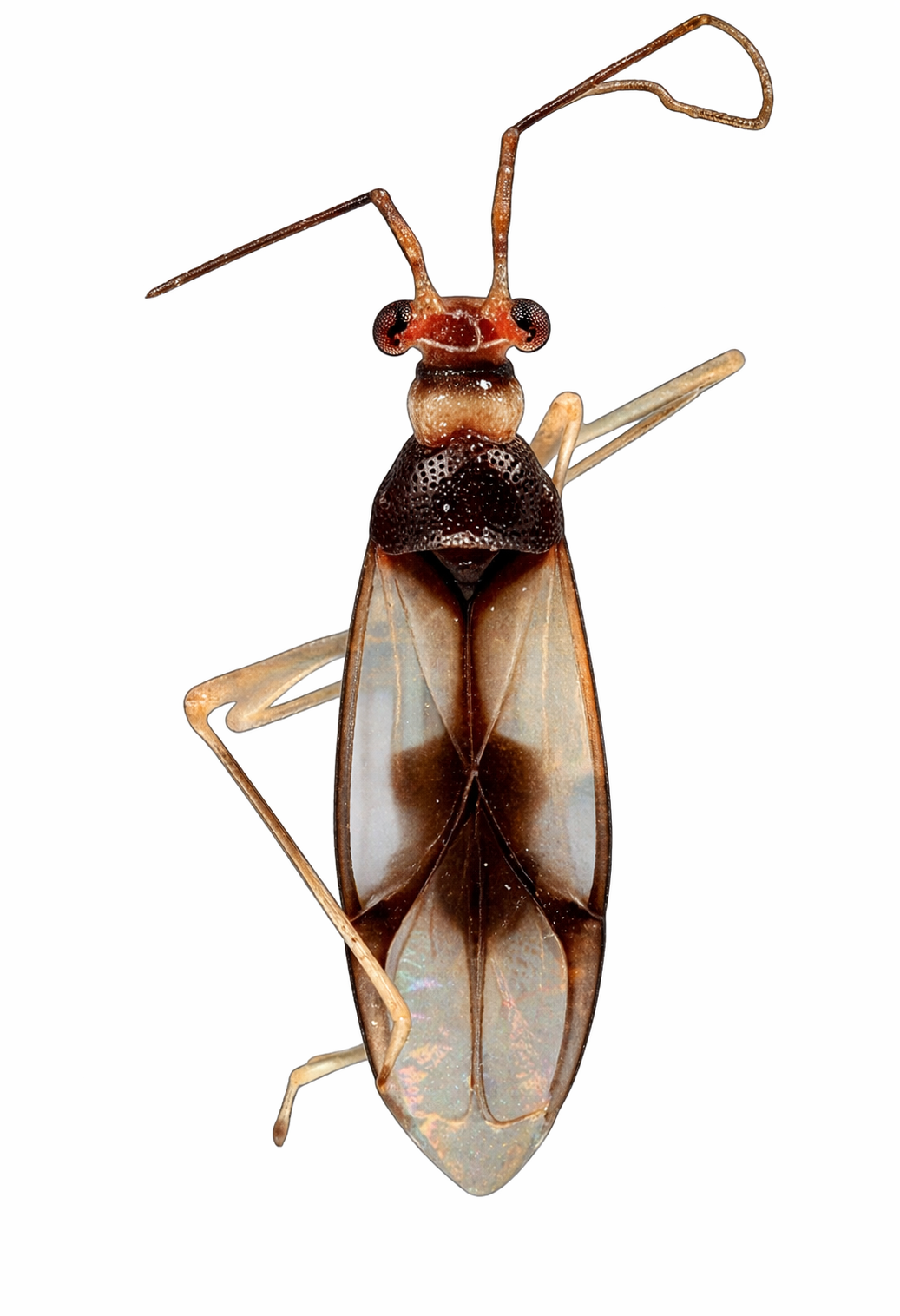 Imagem de Sinervus egeri