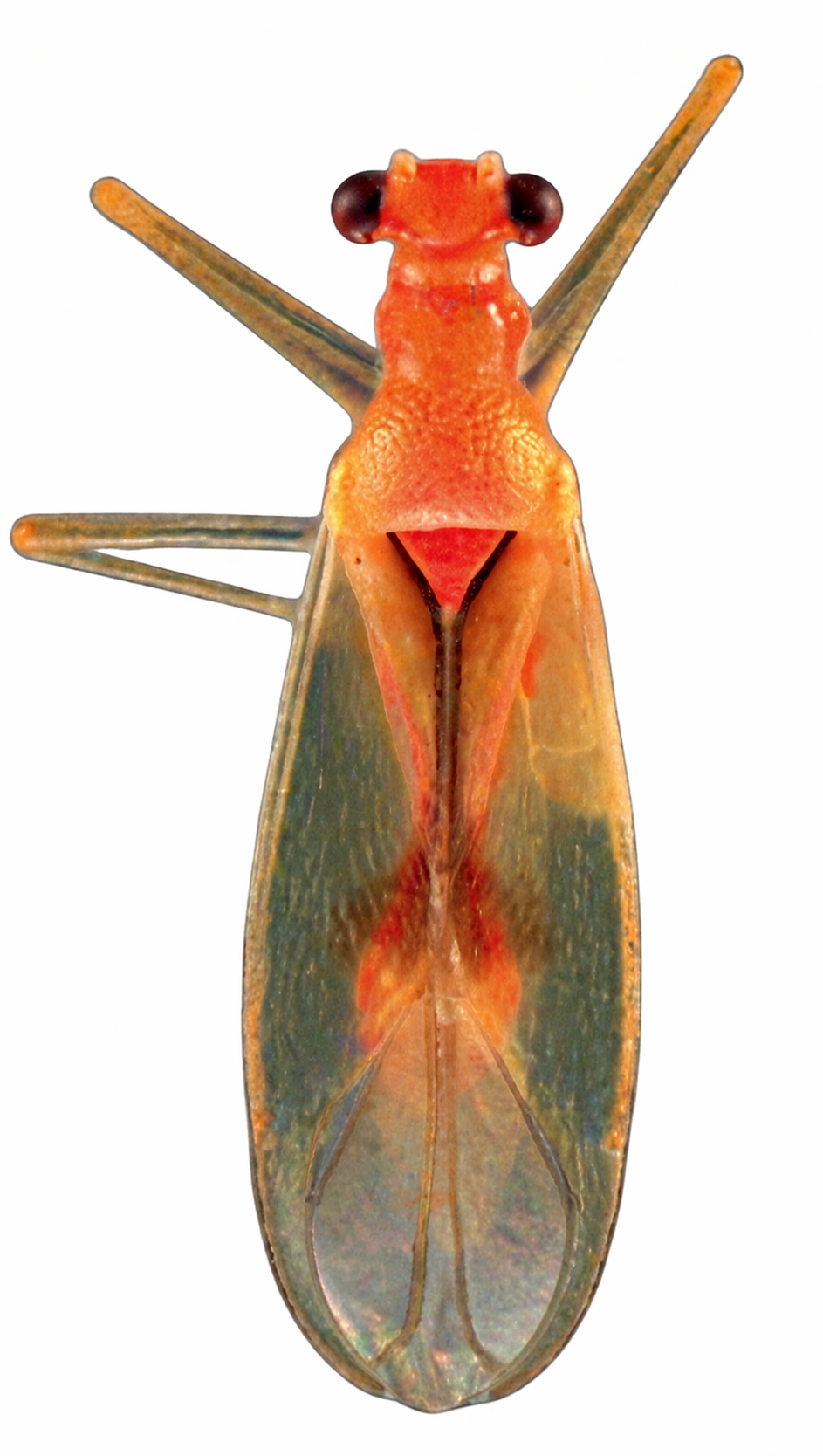 Imagem de Sinervus rondoniensis