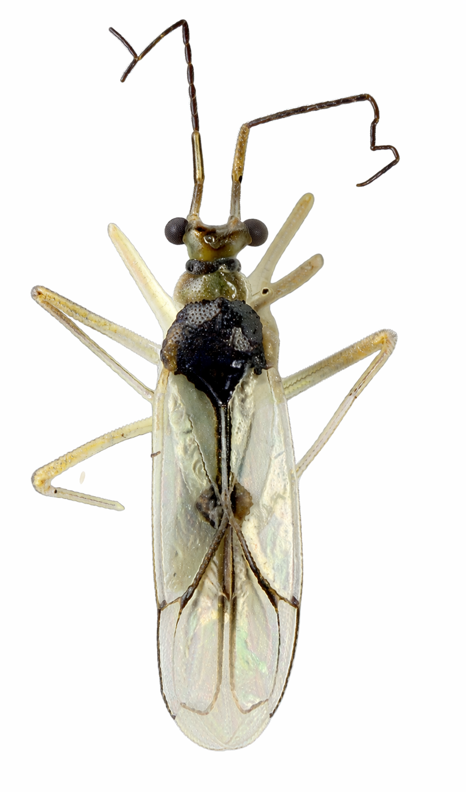Imagem de Sinervus hyalipedes