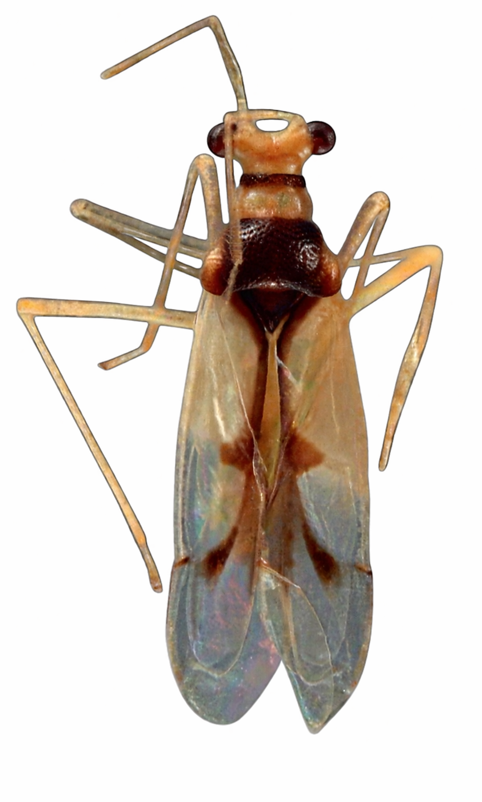 Imagem de Sinervus cunealis