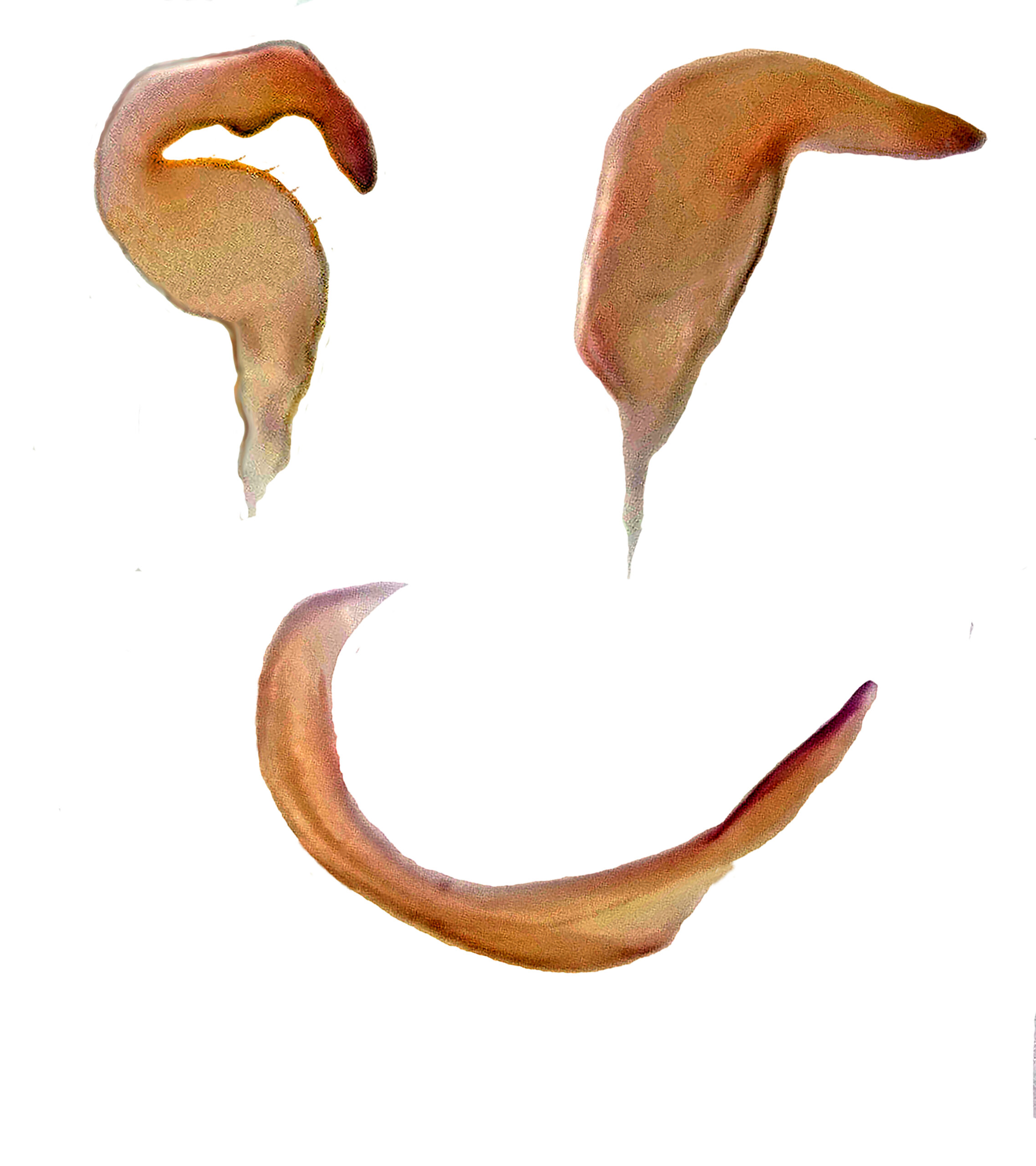 Genitália de Sinervus vendanovensis