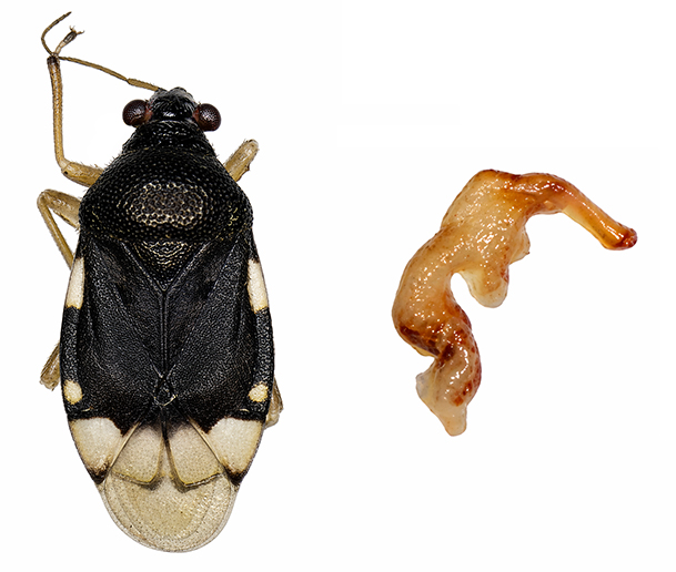 Fig. 15