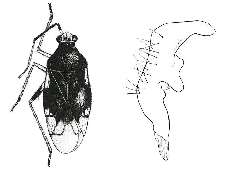 Fig. 14