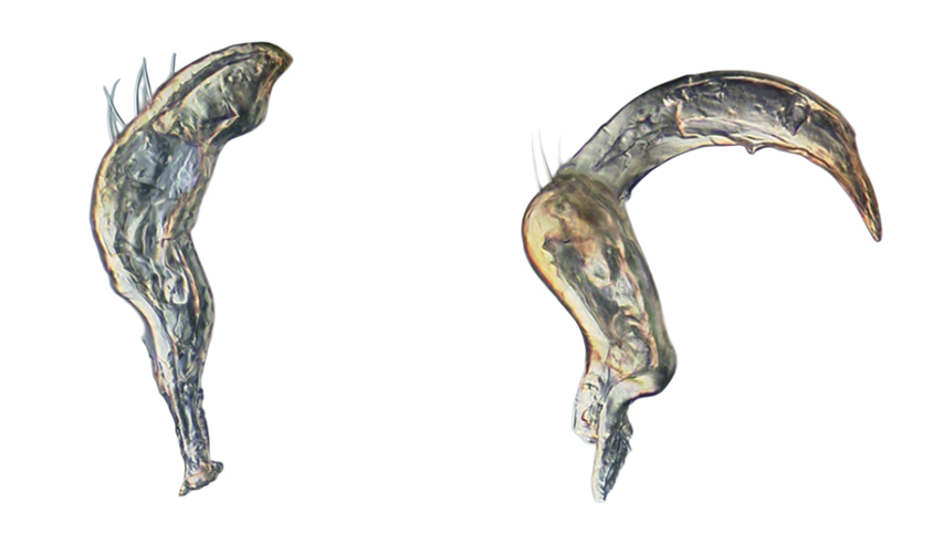Genitália de Sinervus cunealis