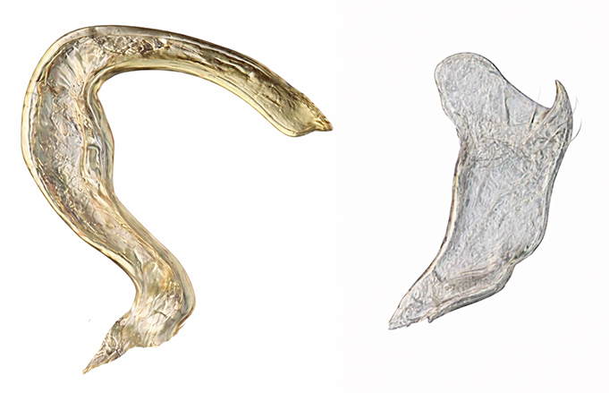 Genitália de Sinervaspartus discovittatus