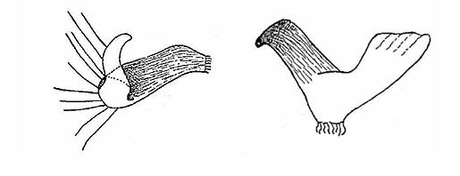 Genitália de Eccritotarsus paulistanus