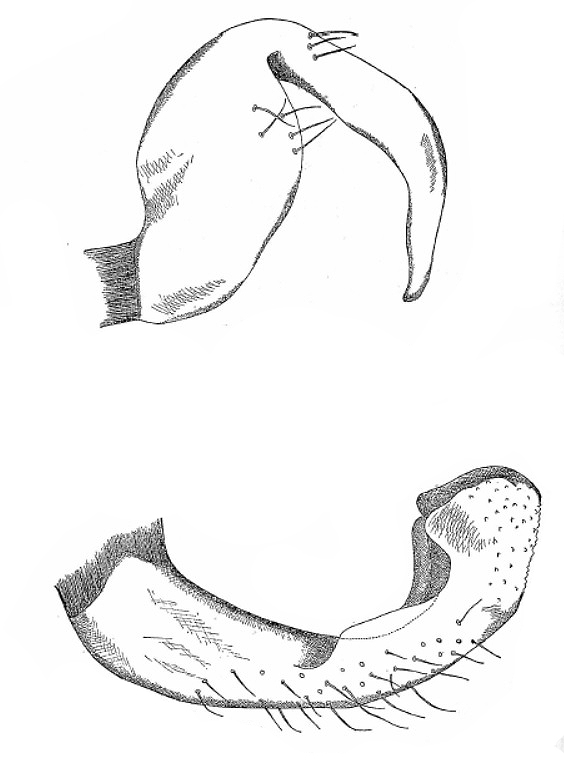 Genitália de Sinervus costalimai