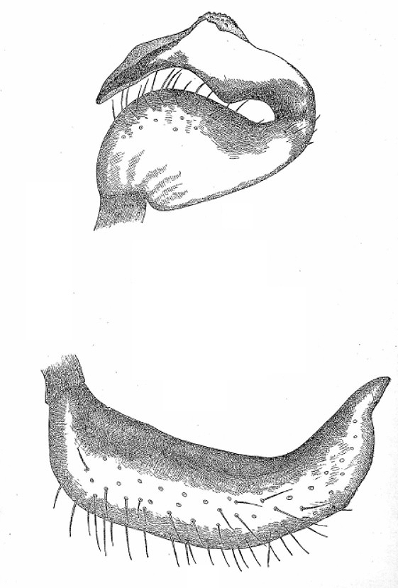 Genitália de Sinervus hyalipedes