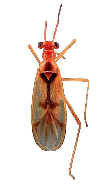 Imagem de Sinervus amapaenses