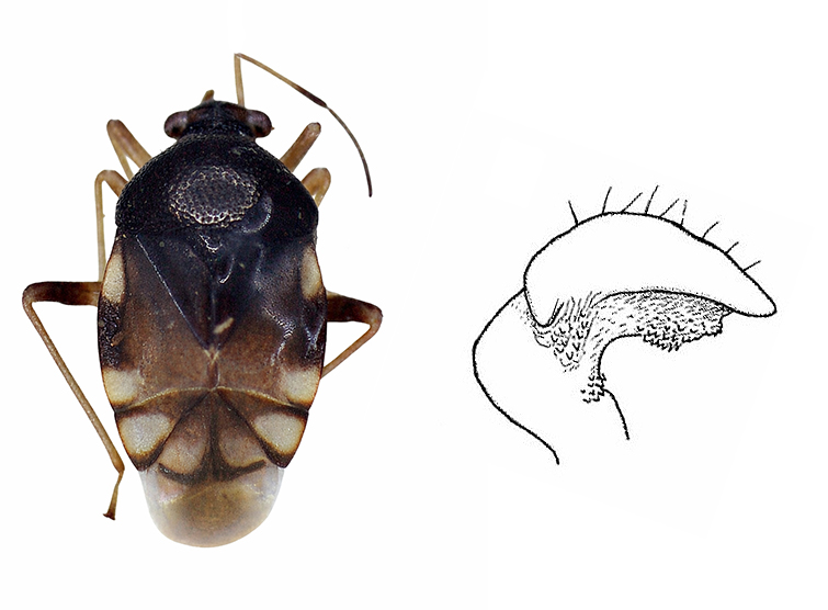 Fig. 13