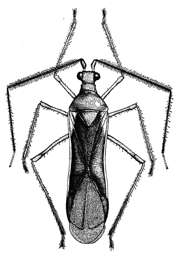 Fig. 8