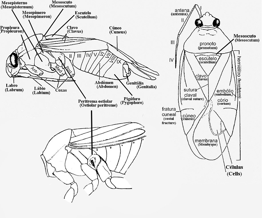 Ilustração da morfologia de Miridae em vistas lateral e dorsal